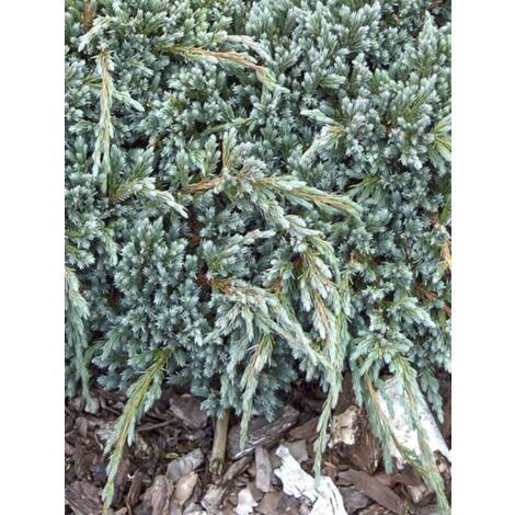 Genévrier écailleux 'Blue Spider' Pot de 7,5L/10L (1/5)