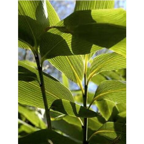 Sasa palmata 'Nebulosa' Pot de 2L/3L