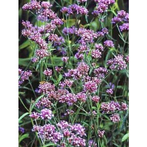 Verveine de Buenos Aires 'Lollipop' Godet de 8/9 cm (1/2)