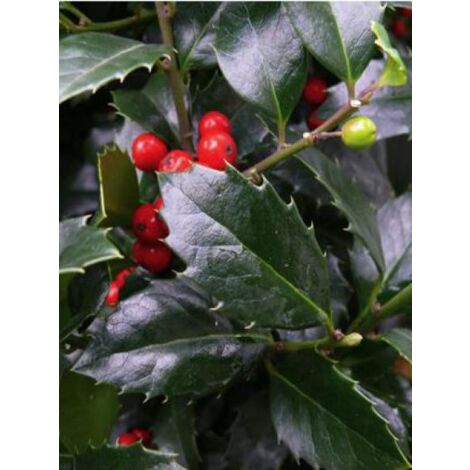 Houx 'Heckenfee'® Pot de 2L/3L (1/3)