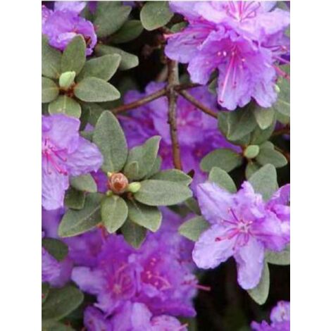 Rhododendron impeditum 'Ramapo' Pot de 2L/3L (1/5)
