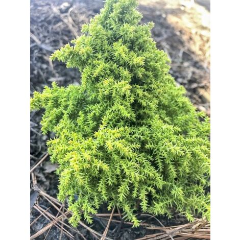 Cèdre du Japon 'Twinkle Toes' Pot de 2L/3L
