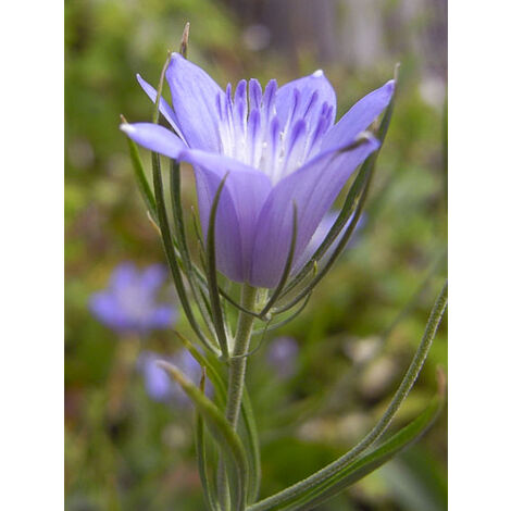 Nigelle de Bouchara 'Blue Stars' le sachet de 1300 graines (1g) (1/2)
