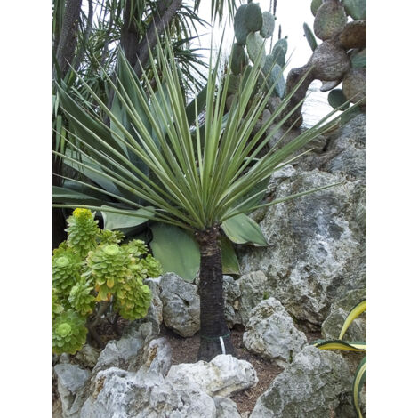 Yucca torreyi Pot de 7,5L/10L (1/2)