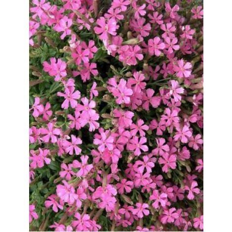 Silene schafta 'Splendens' Godet de 8/9 cm