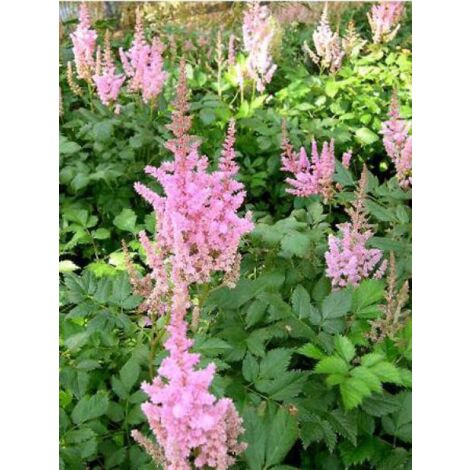 Astilbe 'Vision in Pink' Godet de 8/9 cm