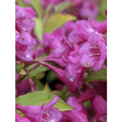 Weigela 'Princess Ayla' Pot de 3L/4L (1/2)