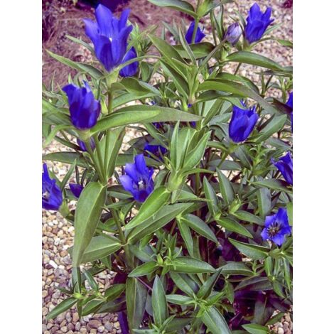 Gentiane 'True Blue ' Godet de 8/9 cm