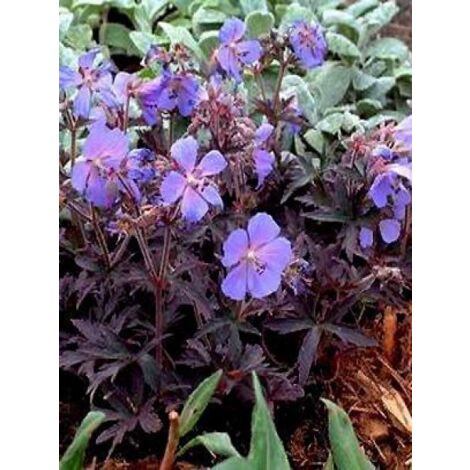 Géranium vivace des près 'Midnight Reiter' Godet de 8/9 cm