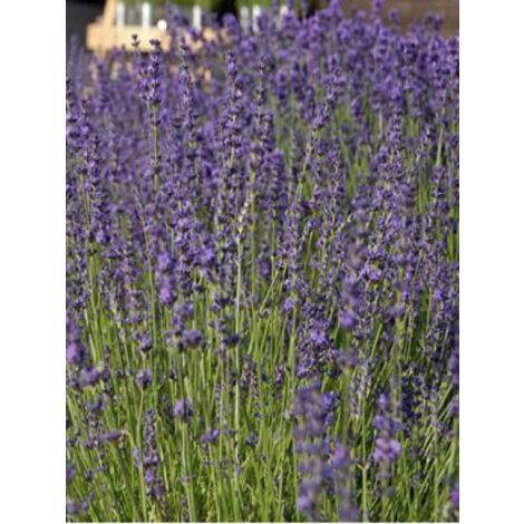 Lavande vraie 'Twickle Purple' Godet de 8/9 cm (1/3)