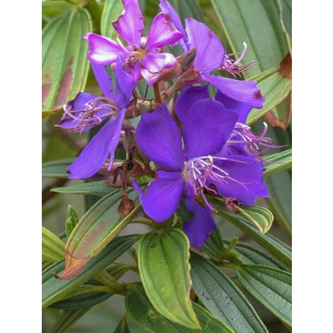 Fleur araignée Pot de 7,5L/10L (1/5)