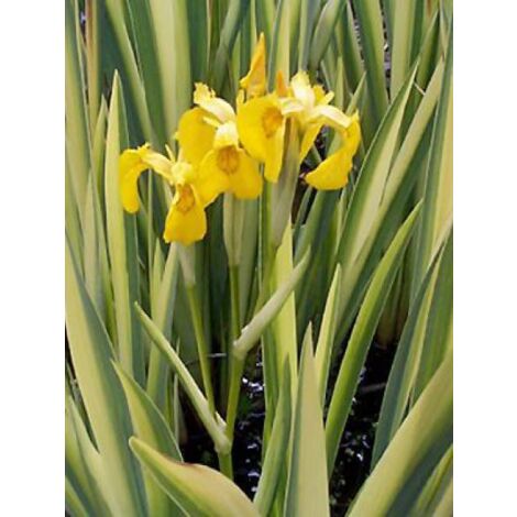 Iris des marais 'Variegata' Godet de 8/9 cm