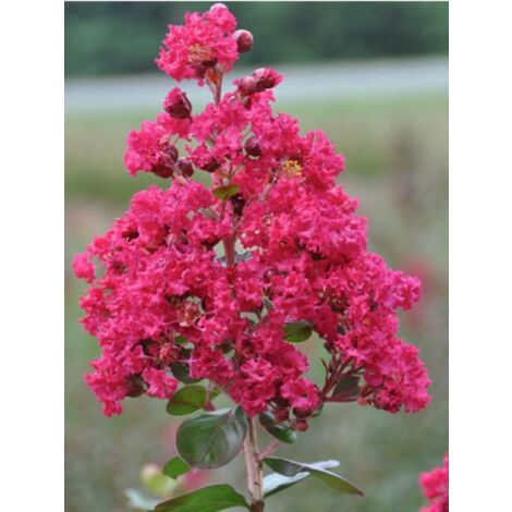 Lilas des Indes Braise D Ete® 'indybra' Pot de 3L/4L, Touffe (1/2)