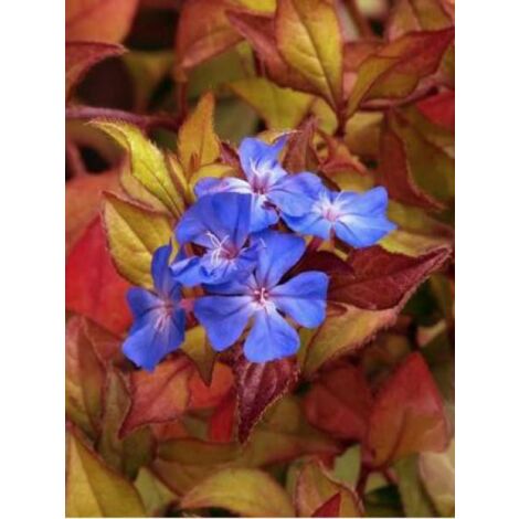 Plumbago de Wilmott Pot de 2L/3L (1/5)