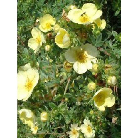 Potentille arbustive 'Primrose Beauty' Pot de 2L/3L (1/3)