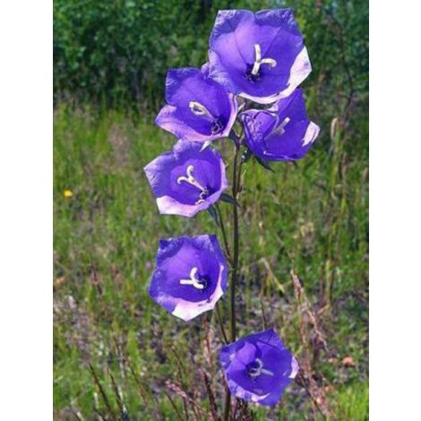 Campanule à feuilles de pêcher Pot de 2L/3L (1/5)