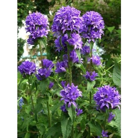Campanule à bouquets 'Superba' Godet de 8/9 cm (1/4)