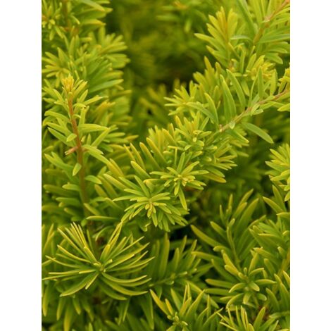 If commun doré 'Semperaurea' Pot de 2L/3L (1/3)