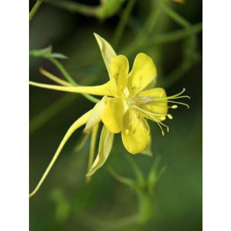 Ancolie à fleurs jaunes 'Yellow Queen' Godet de 8/9 cm (1/4)