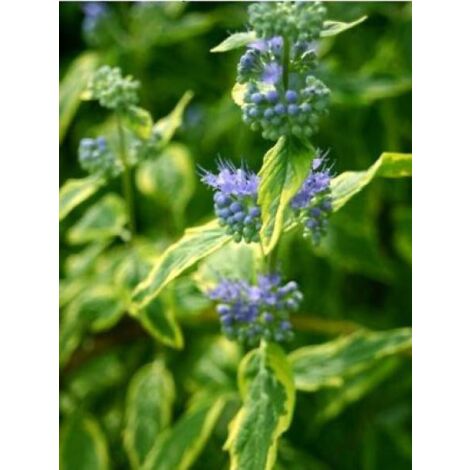 Barbe-bleue, Spirée bleue 'Summer Sorbet'® Pot de 3L/4L (1/2)