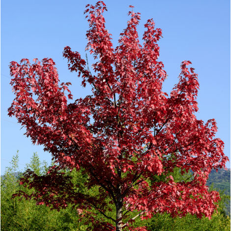 Érable rouge - Acer rubrum Summer Red Pot de 12L/15L, Tige (1/2)