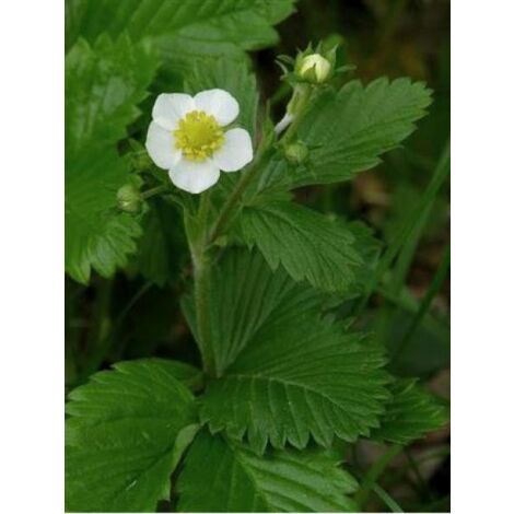 Fraisier fraise abricot 'Mont Omei' Godet de 8/9 cm (1/2)
