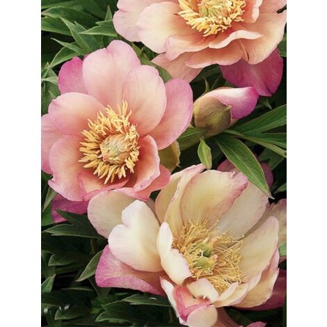 Pivoine Itoh 'Julia Rose' Pot de 2L/3L