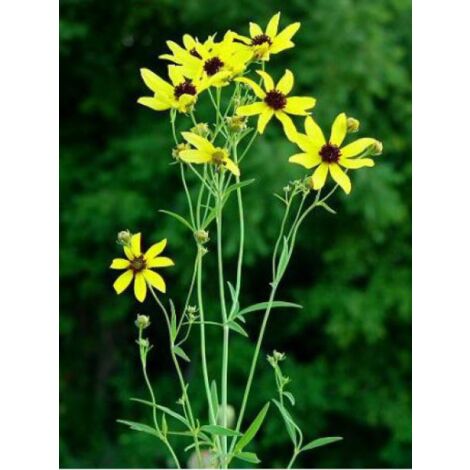 Coreopsis tripteris Godet de 8/9 cm (1/3)