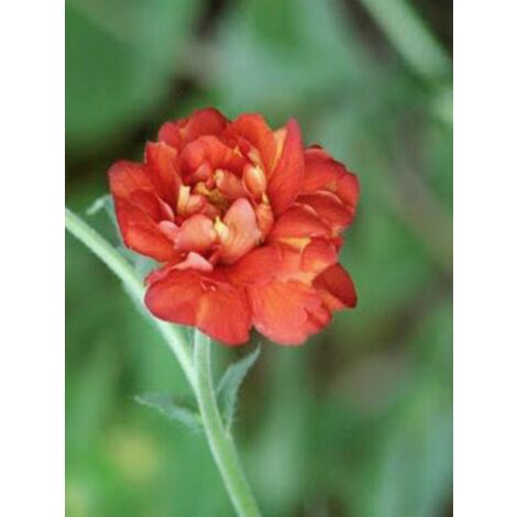Benoite 'Red Wings' Godet de 8/9 cm (1/2)
