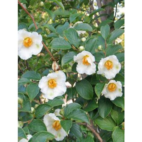 Stewartia pseudocamellia Pot de 3L/4L