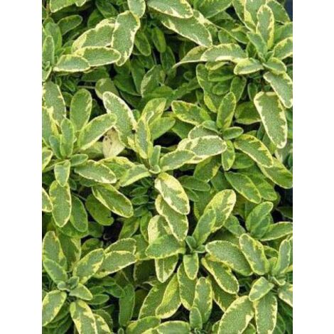 Sauge officinale 'Aurea' Godet de 7/8 cm (1/3)
