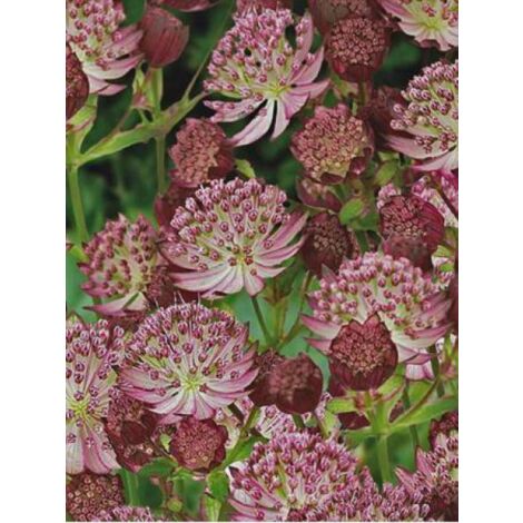 Grande Astrance 'Star Of Passion' Godet de 8/9 cm (1/2)