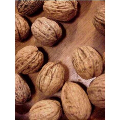 Juglans regia 'Franquette' Pot de 12L/15L, Baliveau
