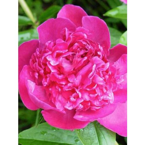 Pivoine de Chine 'Victoire De La Marne' Pot de 3L/4L