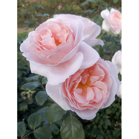 Rosier à fleurs groupées 'Caroline's Heart' Pot de 4L/5L (1/2)