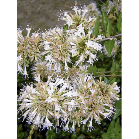 Abélia à grandes fleurs 'Pisto' Godet de 8/9 cm (1/2)