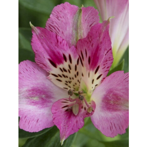 Lis des Incas 'Pitchounes Rosie' Godet de 8/9 cm (1/2)