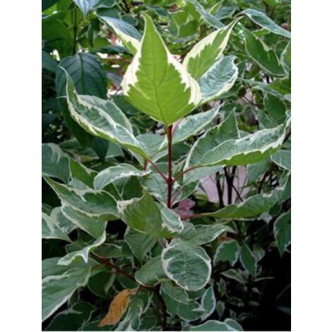 Cornouiller blanc 'Elegantissima' Pot de 2L/3L (1/5)