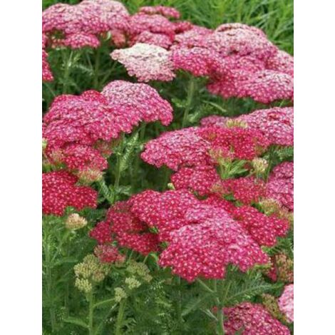 Achillée millefeuille 'Saucy Seduction' Godet de 8/9 cm (1/3)