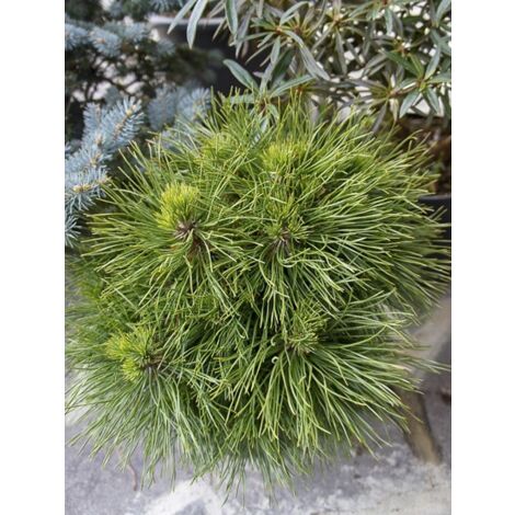 Pin de montagne 'Varella' Pot de 7,5L/10L (1/5)