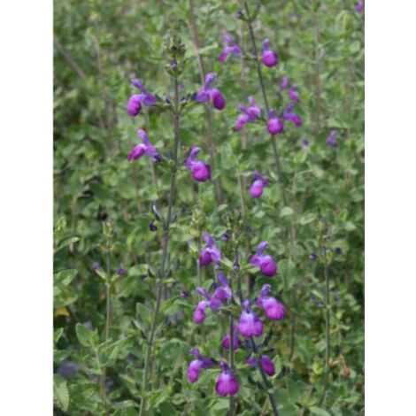 Sauge 'Blue Note' Pot de 2L/3L (1/2)