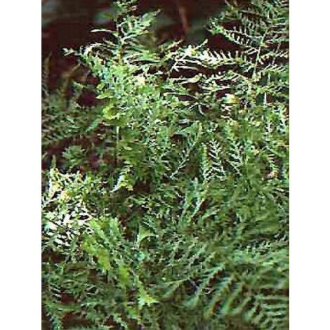 Fougère mâle 'Linearis Polydactyla' Godet de 8/9 cm