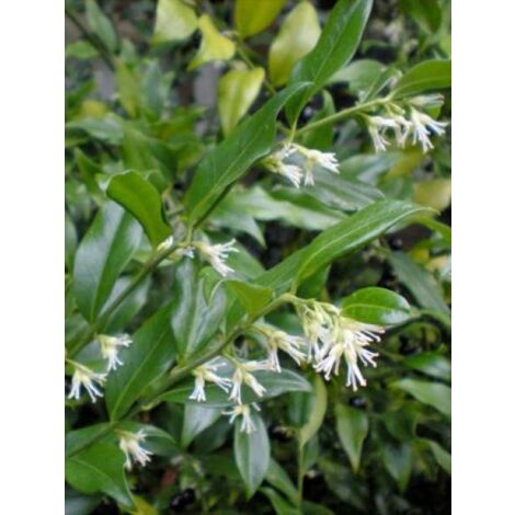 Sarcococca ruscifolia Pot de 2L/3L (1/4)