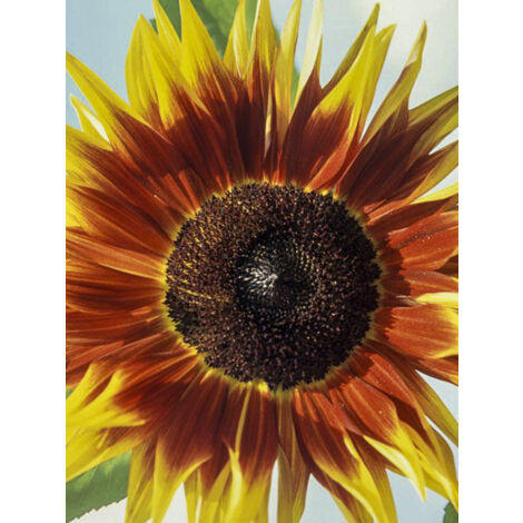 Soleil, Tournesol 'Solar Eclipse F1' le sachet de 25 graines (1/2)