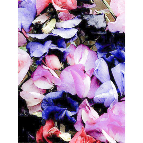 Pois vivace nain 'Bijou Varié' le sachet de 30 graines (3g) (1/2)