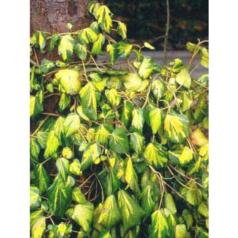 Lierre de Colchide 'Sulphur Heart' Godet de 8/9 cm (1/3)