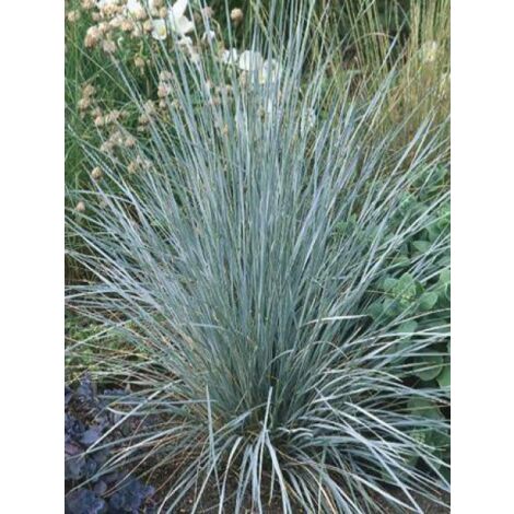 Avoine vivace Godet de 8/9 cm