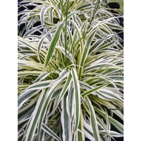 Arthropodium 'Little Lilia' Godet de 8/9 cm (1/2)