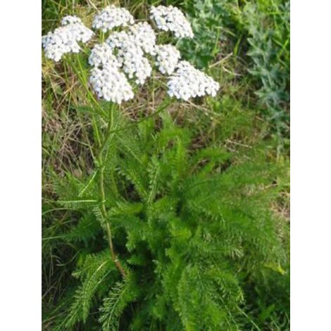 Achillée millefeuille 'White Beauty' Godet de 8/9 cm