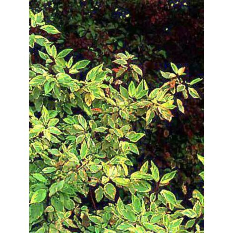 Cornouiller blanc 'Gouchaultii' Pot de 7,5L/10L (1/5)
